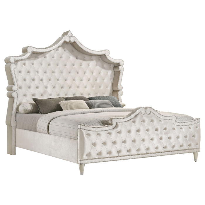 Antonella Beds